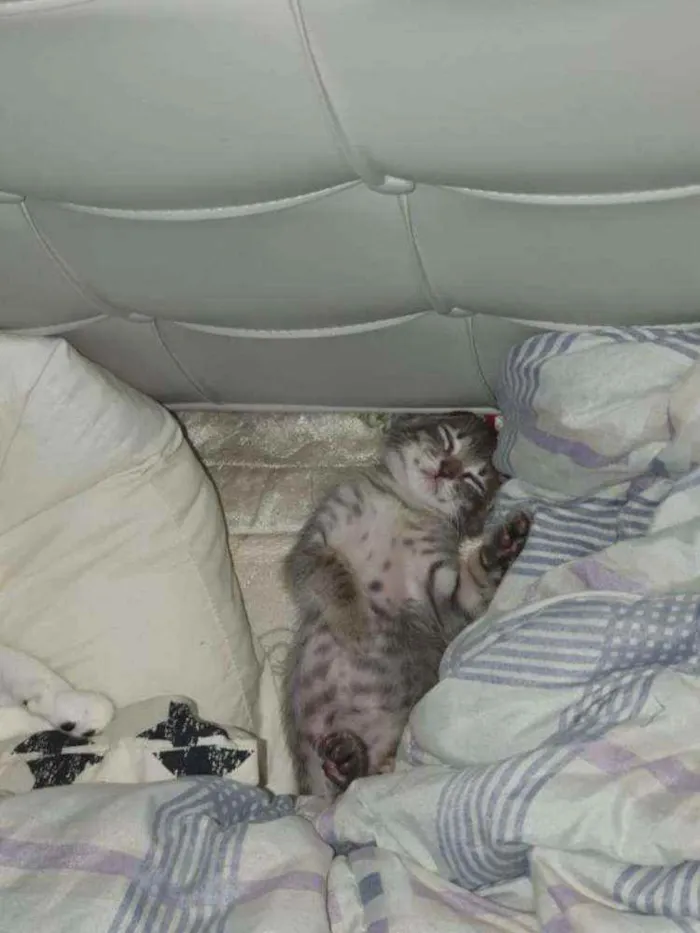 Gato ra a SRD idade Abaixo de 2 meses nome Grey