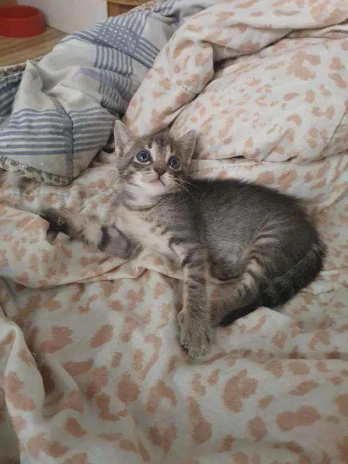 Gato ra a SRD idade Abaixo de 2 meses nome Grey