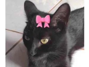 Gato raça Mestiça  idade 2 a 6 meses nome Pérola 