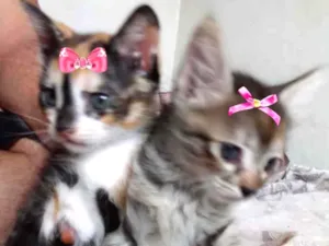 Gato raça Mestiças  idade 2 a 6 meses nome Cristal e Sabrina 