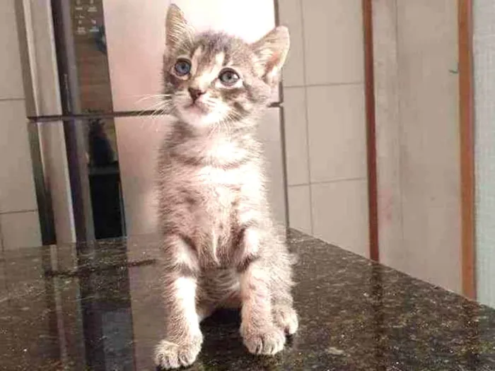 Gato ra a SRD idade Abaixo de 2 meses nome Grey