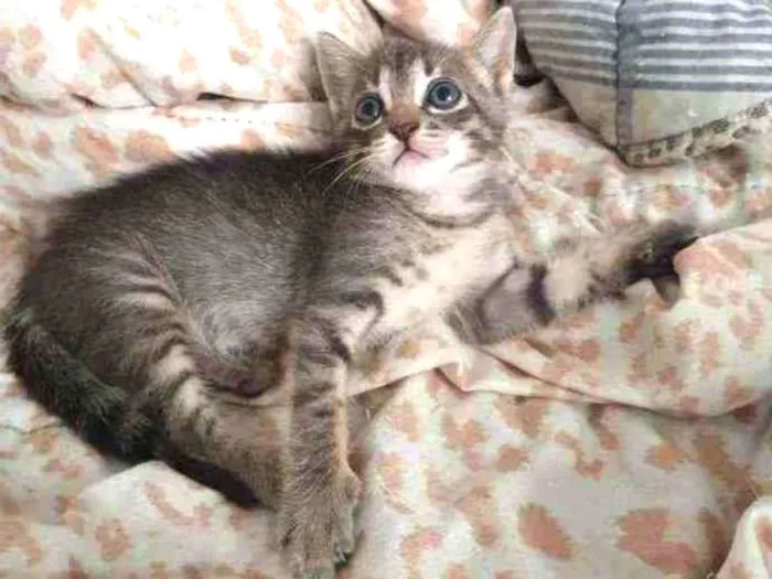 Gato ra a SRD idade Abaixo de 2 meses nome Grey