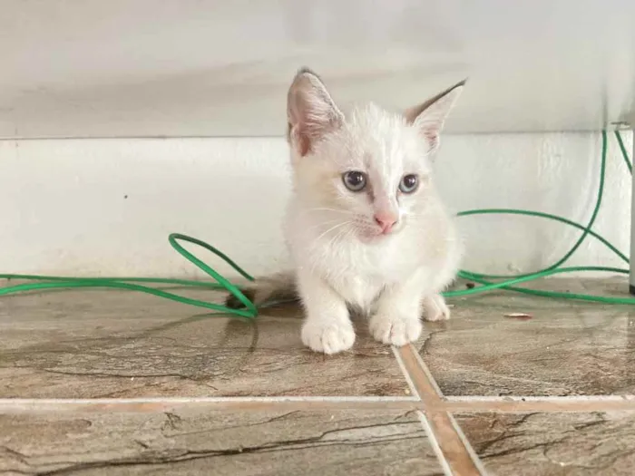 Gato raça Srd idade Abaixo de 2 meses nome Penelope