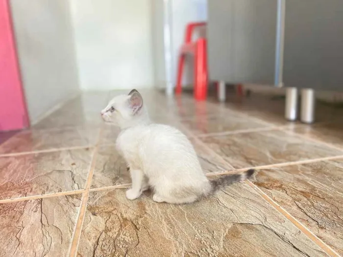 Gato raça Srd idade Abaixo de 2 meses nome Penelope