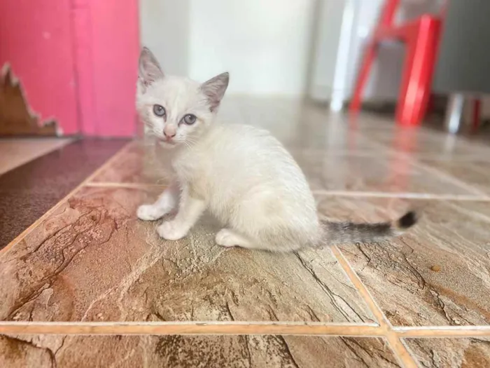 Gato raça Srd idade Abaixo de 2 meses nome Penelope