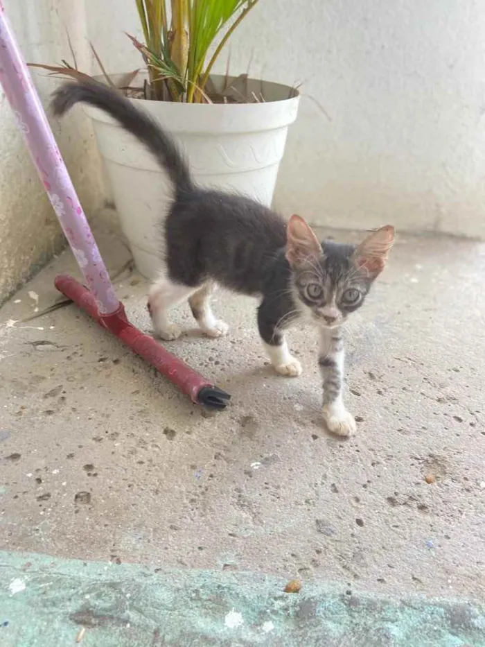 Gato raça Srd idade Abaixo de 2 meses nome Pandinha 