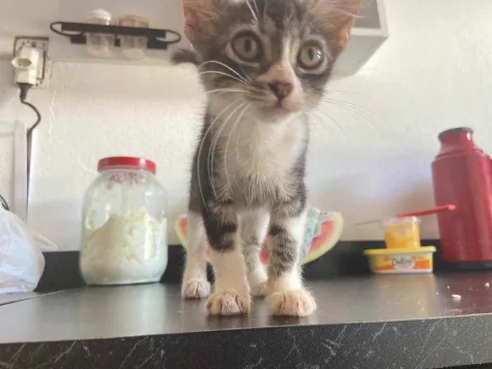 Gato raça Srd idade Abaixo de 2 meses nome Pandinha 