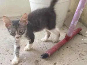 Gato raça Srd idade Abaixo de 2 meses nome Pandinha 