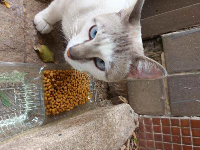 Gato raça Srd idade 1 ano nome Dengoso