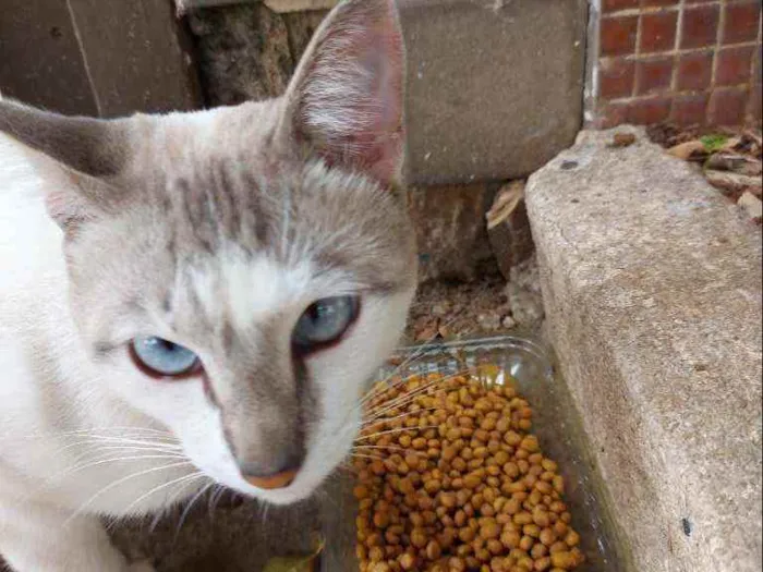 Gato raça Srd idade 1 ano nome Dengoso