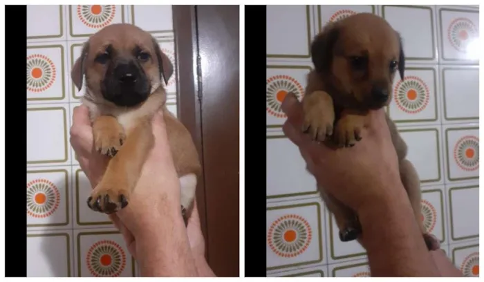 Cachorro ra a SRD-ViraLata idade Abaixo de 2 meses nome Filhotinhos