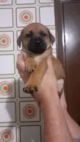Filhotinhos