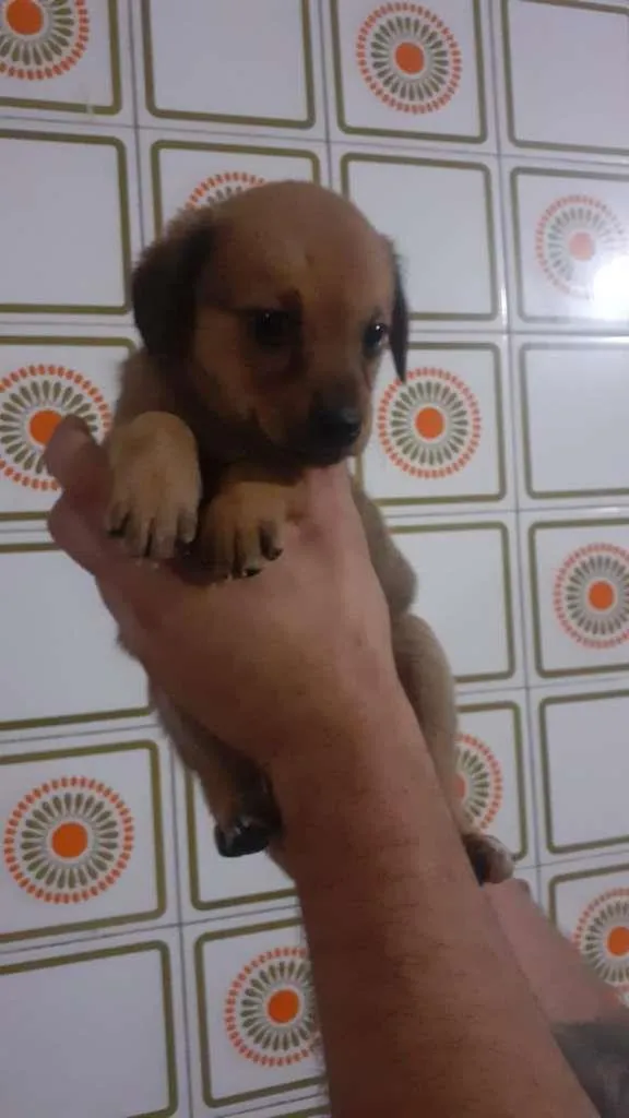 Cachorro ra a SRD-ViraLata idade Abaixo de 2 meses nome Filhotinhos