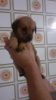 Filhotinhos