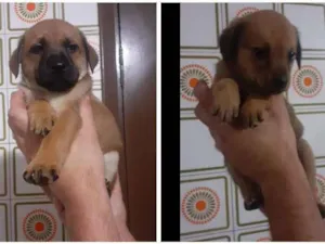 Cachorro raça SRD-ViraLata idade Abaixo de 2 meses nome Filhotinhos