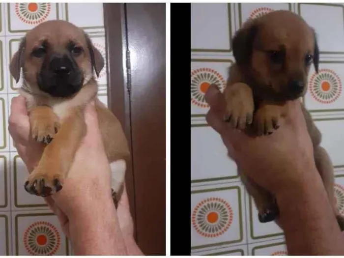 Cachorro ra a SRD-ViraLata idade Abaixo de 2 meses nome Filhotinhos