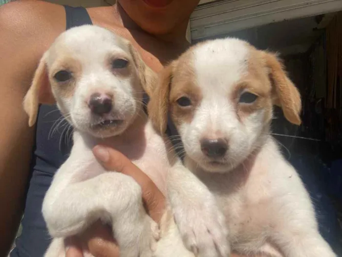 Cachorro raça Srd idade 2 a 6 meses nome Dora & Dea