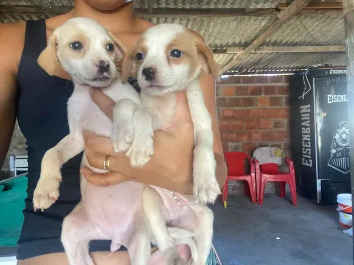 Cachorro raça Srd idade 2 a 6 meses nome Dora & Dea