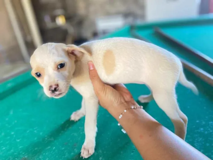 Cachorro raça Srd idade 2 a 6 meses nome Dora & Dea