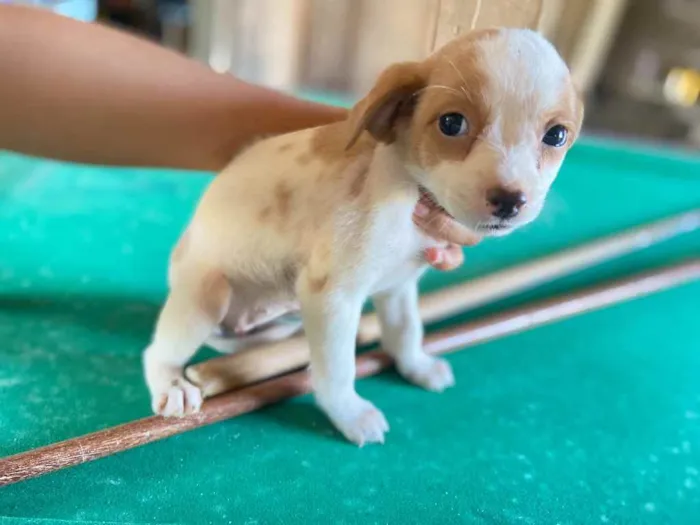 Cachorro raça Srd idade 2 a 6 meses nome Dora & Dea