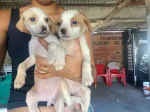 Cachorro raça Srd idade 2 a 6 meses nome Dora & Dea