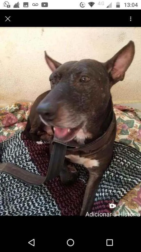 Cachorro raça Mix de pit idade 5 anos nome Negão