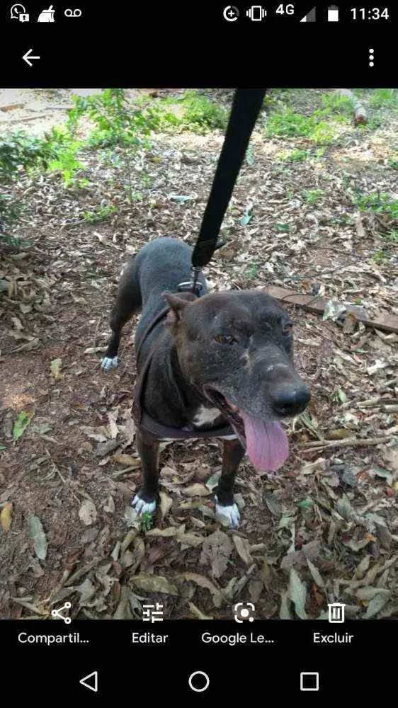 Cachorro raça Mix de pit idade 5 anos nome Negão