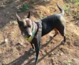 Cachorro raça Mix de pit idade 5 anos nome Negão