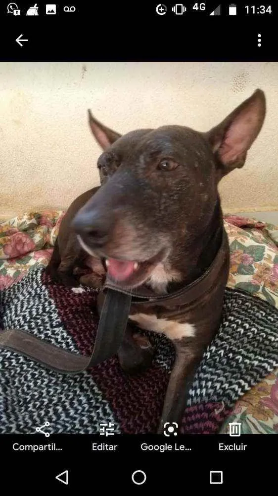 Cachorro raça Mix de pit idade 5 anos nome Negão