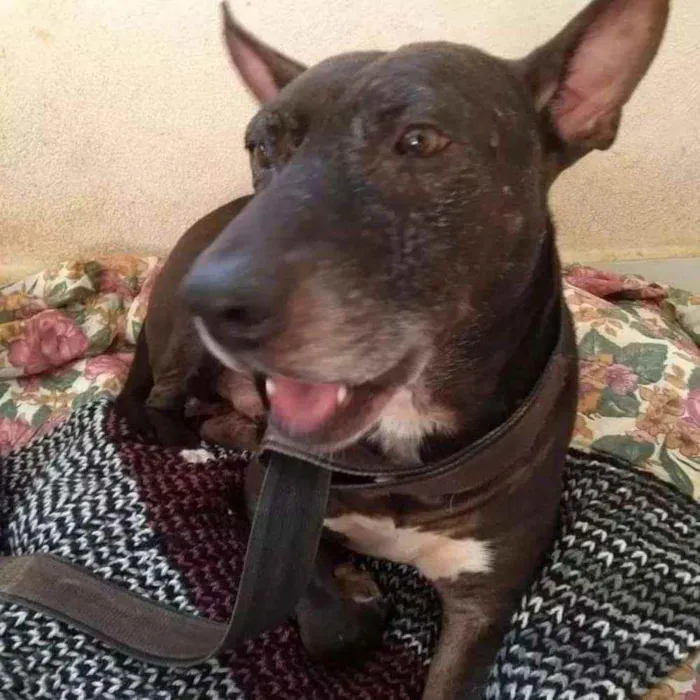 Cachorro raça Mix de pit idade 5 anos nome Negão