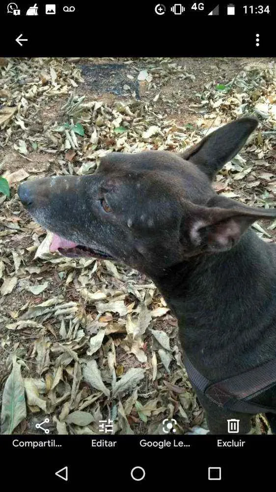 Cachorro raça Mix de pit idade 5 anos nome Negão