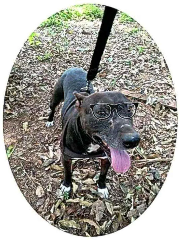 Cachorro raça Mix de pit idade 5 anos nome Negão