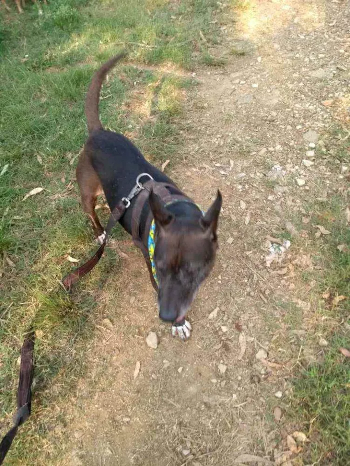 Cachorro raça Mix de pit idade 5 anos nome Negão