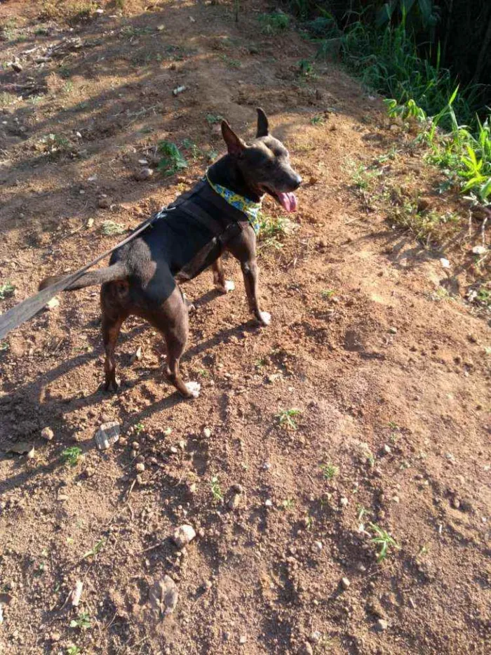 Cachorro raça Mix de pit idade 5 anos nome Negão