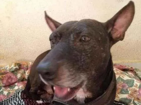 Cachorro raça Mix de pit idade 5 anos nome Negão