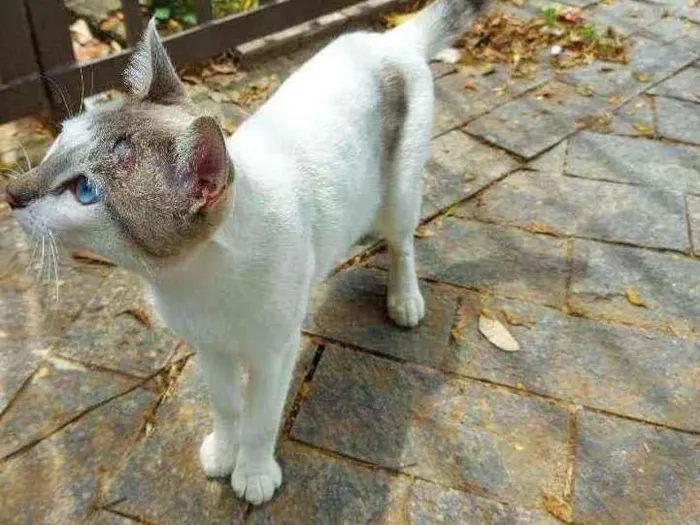 Gato raça Srd idade 1 ano nome Dengoso