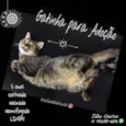 Gatinha