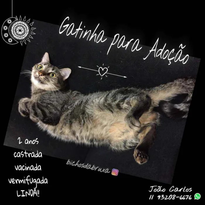 Gato ra a SRD idade 2 anos nome Gatinha