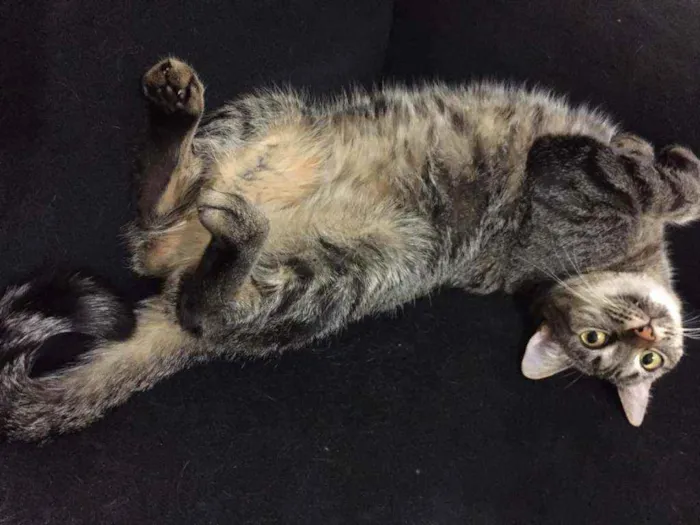 Gato ra a SRD idade 2 anos nome Gatinha