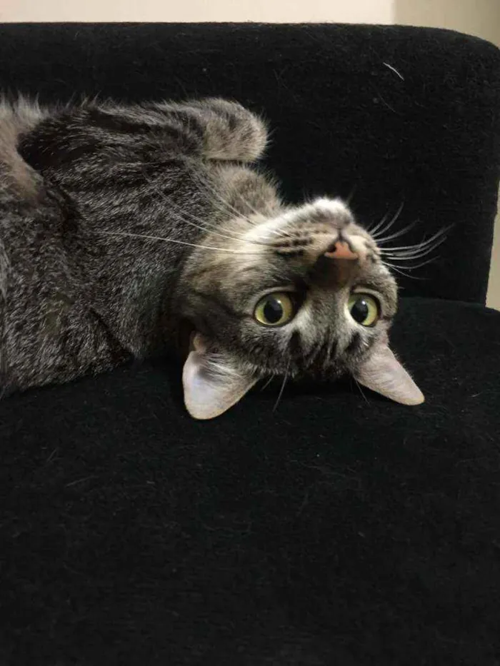 Gato ra a SRD idade 2 anos nome Gatinha