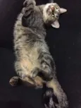 Gatinha