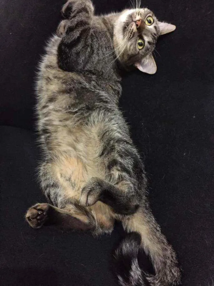 Gato ra a SRD idade 2 anos nome Gatinha