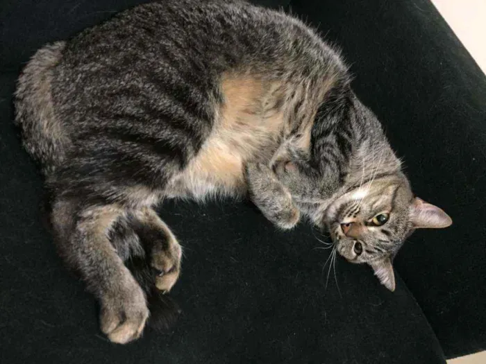 Gato ra a SRD idade 2 anos nome Gatinha