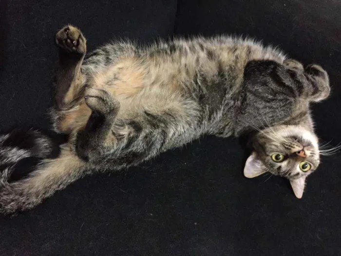 Gato ra a SRD idade 2 anos nome Gatinha