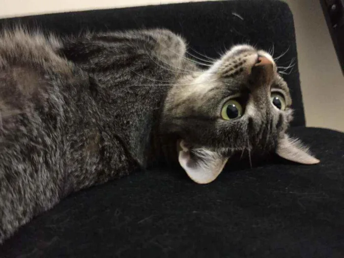 Gato ra a SRD idade 2 anos nome Gatinha