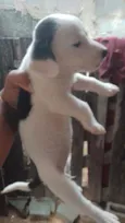 São recém nascido s