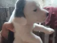 São recém nascido s