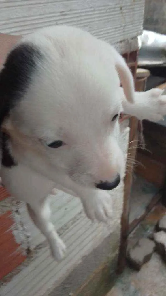 Cachorro raça Pulso com vira lata idade Abaixo de 2 meses nome São recém nascido s