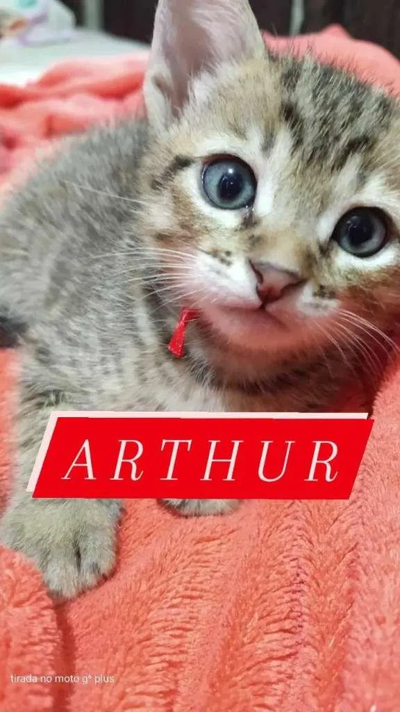 Gato ra a SRD-ViraLata idade Abaixo de 2 meses nome Arthur