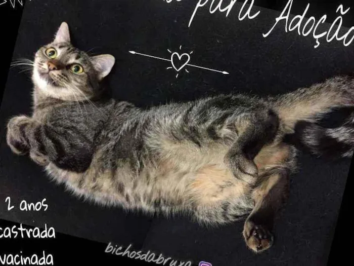 Gato ra a SRD idade 2 anos nome Gatinha